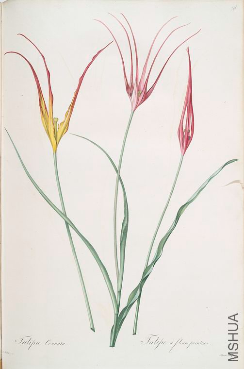 454 Tulipa cornuta.jpg