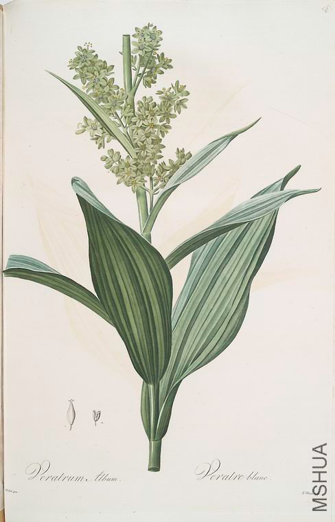 456 Veratrum album.jpg