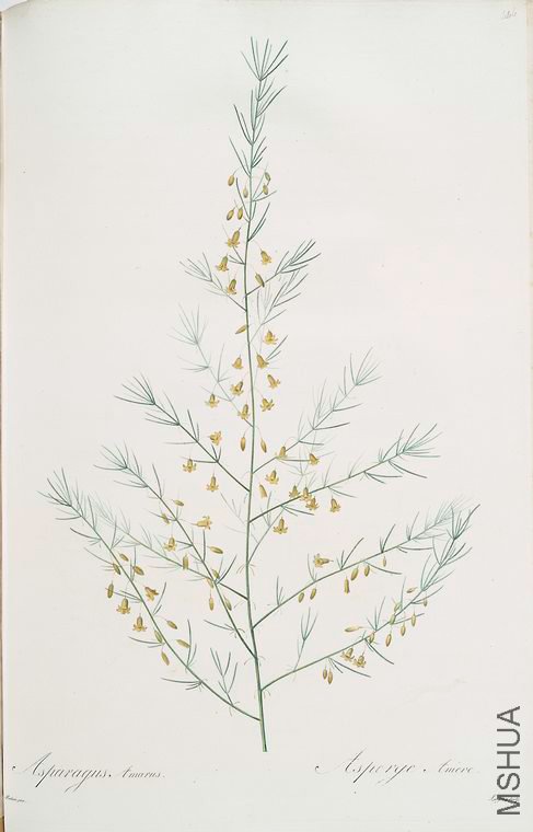 455 Asparagus amarus.jpg