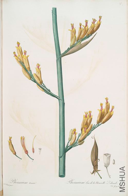 458 Phormium tenax.jpg