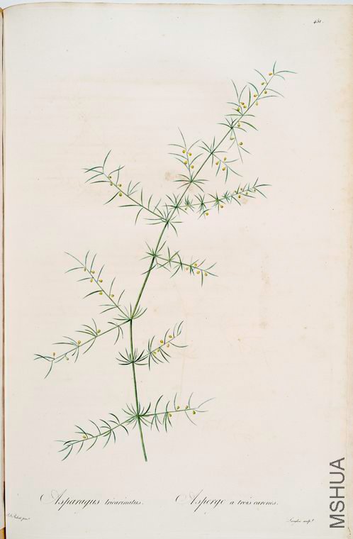 460 Asparagus tricarinatus.jpg