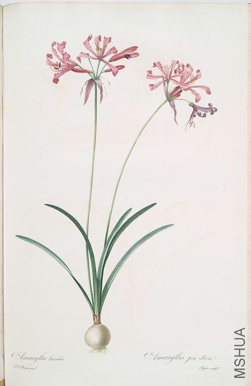 459 Amaryllis humilis.jpg