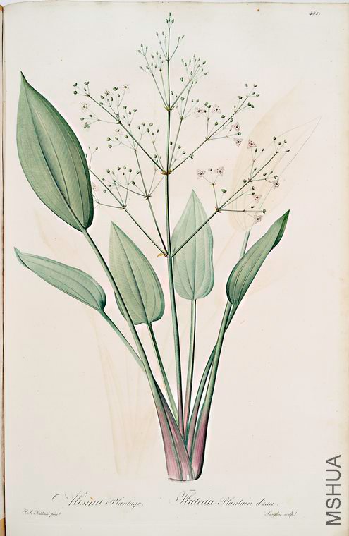 461 Alisma plantago.jpg