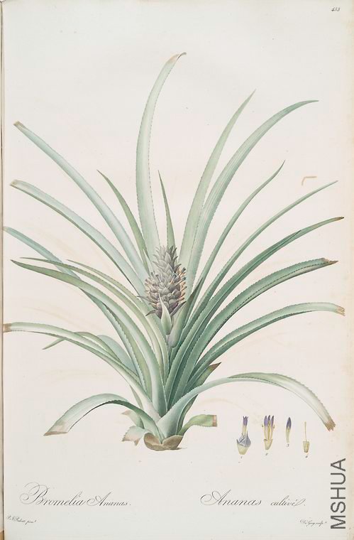 464 Bromella ananas.jpg