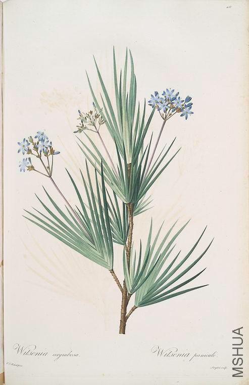 462 Witsenia corymbosa.jpg