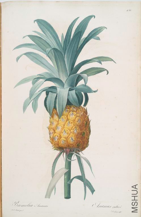 465 Bromella ananas.jpg