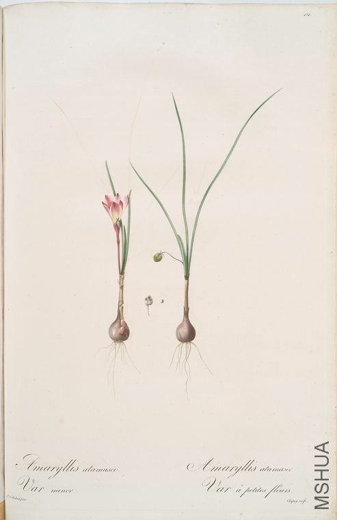 463 Amaryllis a**asco var. minor.jpg