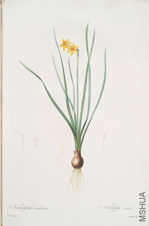 468 Narcissus radiatus.jpg