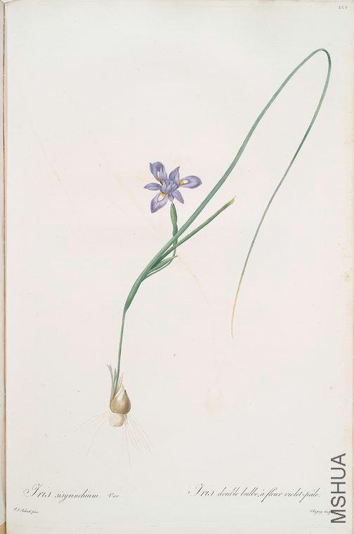 467 Iris Sisyrinchium.jpg