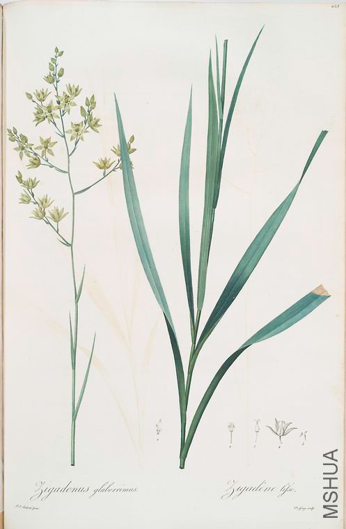 470 Zigadenus glaberrimus.jpg