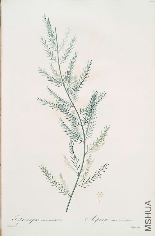 469 Asparagus sarmentosus.jpg
