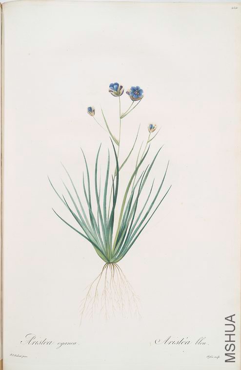471 Aristea cyanea.jpg
