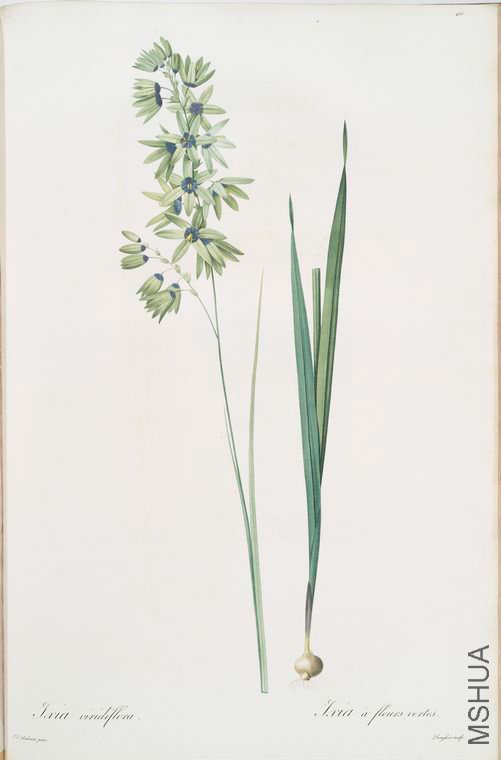 475 Ixia viridiflora.jpg
