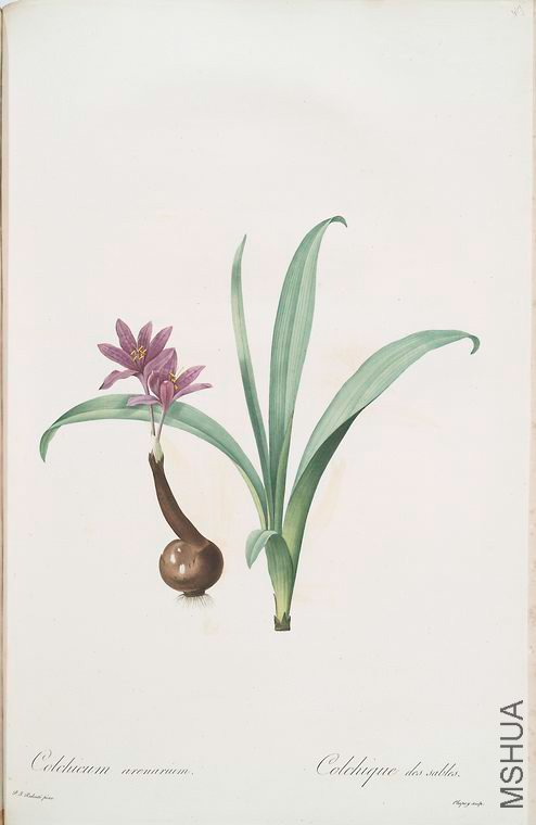 476 Colchicum alpinum.jpg