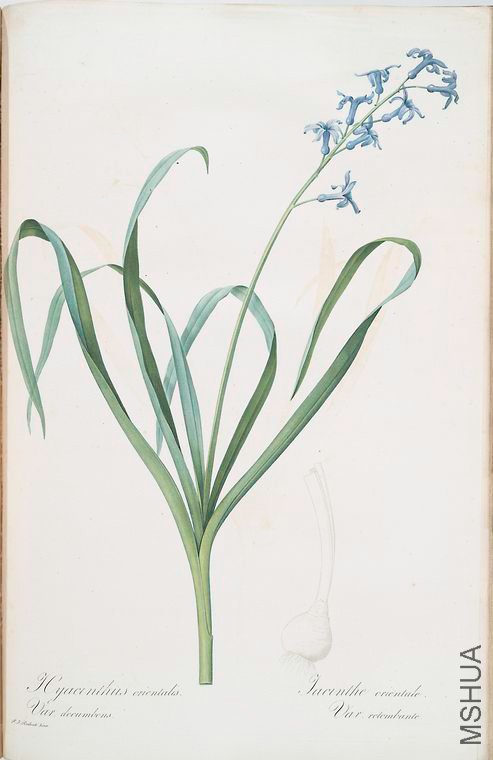 474 Hyacinthus orientalis.jpg