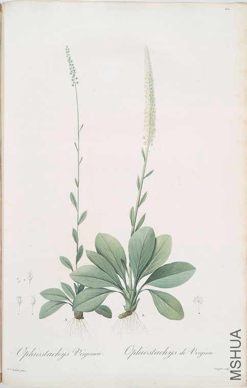 473 Ophiostachys virginica.jpg