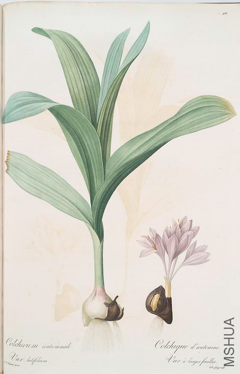 477 Colchicum autumnale var.latifolium.jpg
