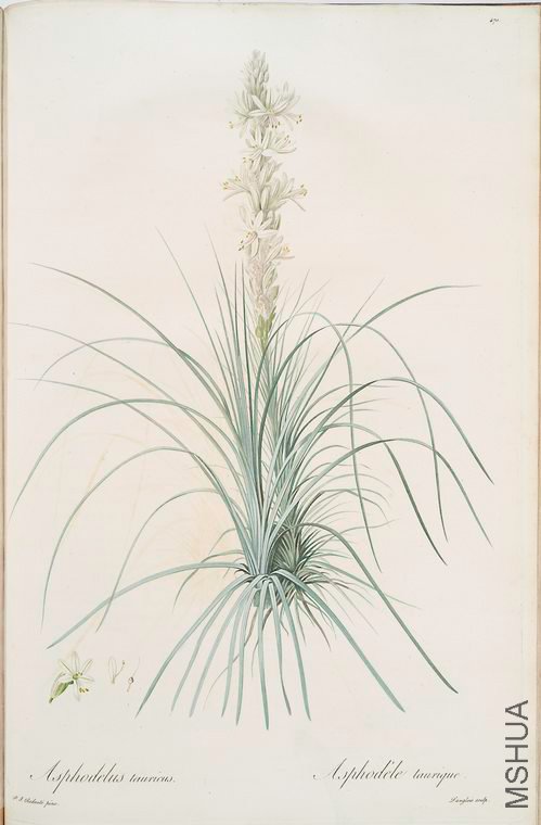 479 Asphodelus tauricus.jpg