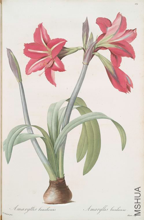 478 Amaryllis brasiliensis.jpg