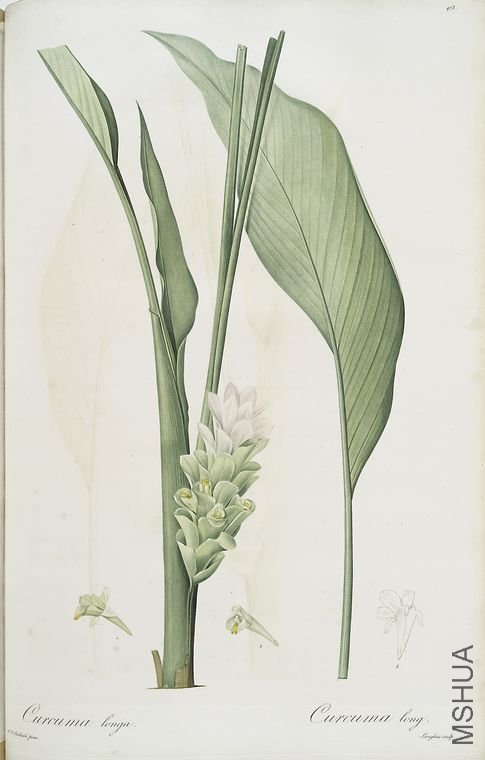 482 Curcuma longa.jpg