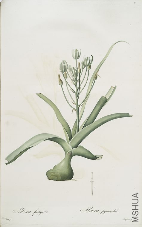 483 Albuca fastigiata.jpg