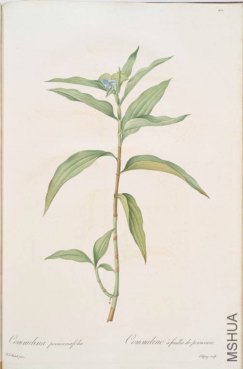 481 Commelina persicariaefolia.jpg