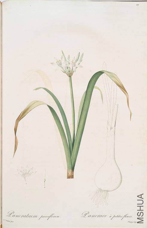 480 Pancratium parviflorum.jpg