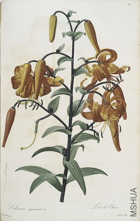 484 Lilium tigrinum.jpg