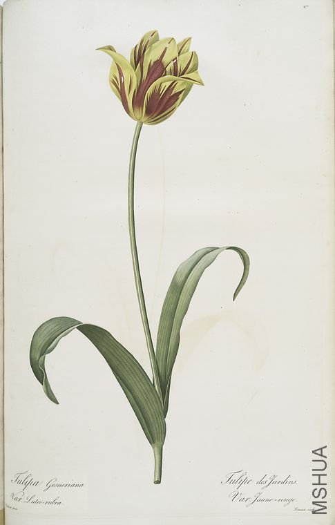 486 Tulipa Gesneriana var. luteo-rubra.jpg