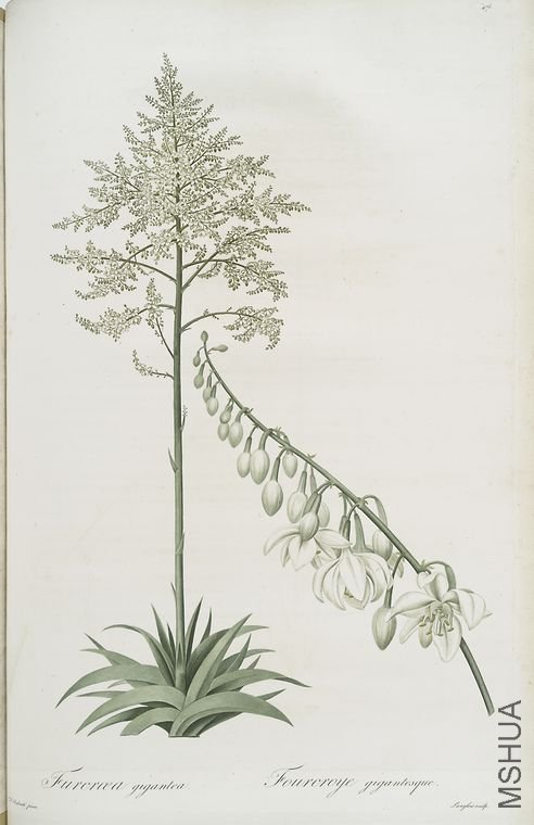 485 Furcraea gigantea.jpg