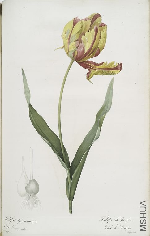 487 Tulipa Gesneriana var. Dracontia.jpg