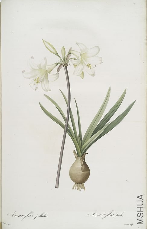 488 Amaryllis pallida.jpg