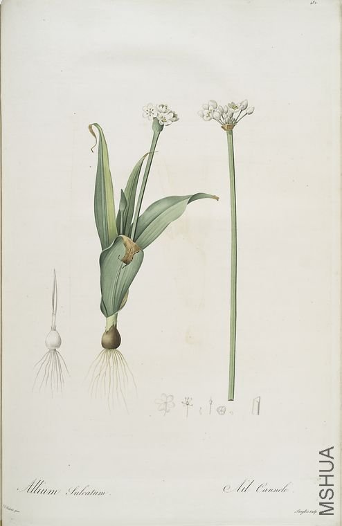 491 Allium sulcatum.jpg