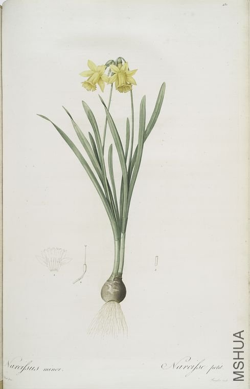 489 Narcissus minor.jpg