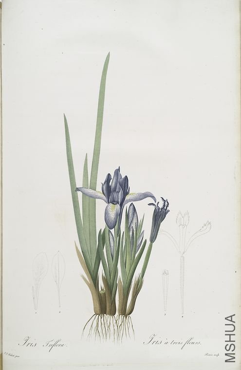 490 Iris triflora.jpg