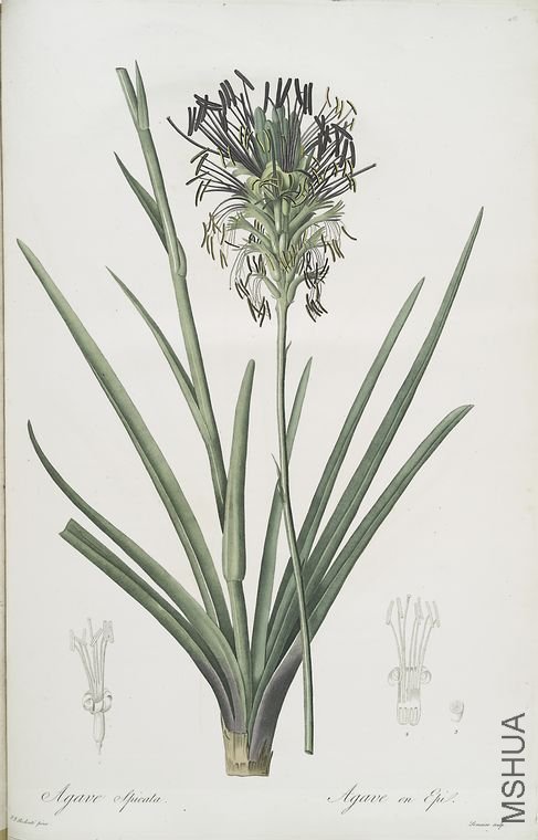 494 Agave spicata.jpg