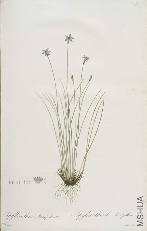 492 Aphyllanthes m**peliensis.jpg