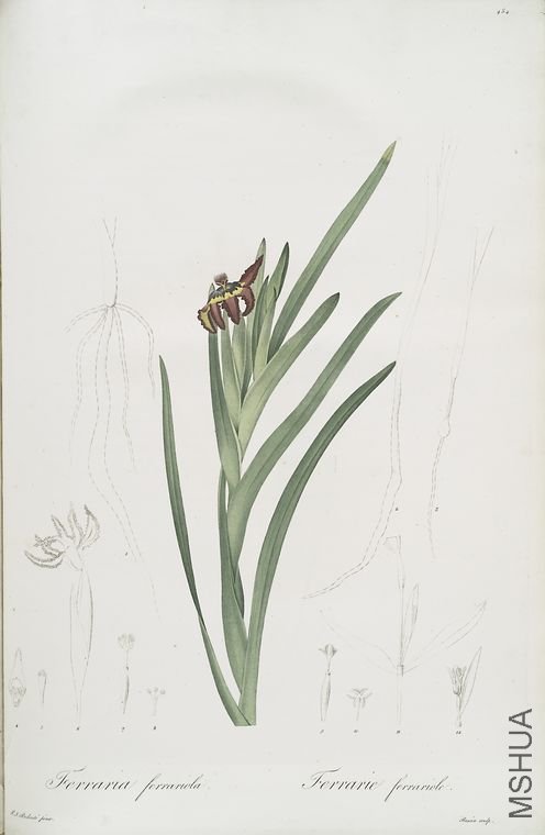 493 Ferraria Ferrariola.jpg