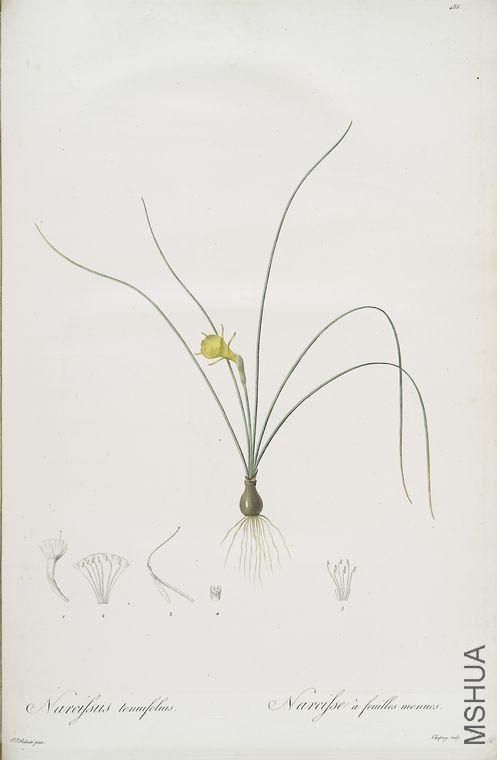 495 Narcissus tenuifolius.jpg