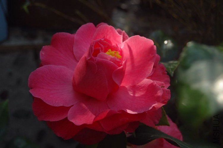 DSC_01260126.JPG