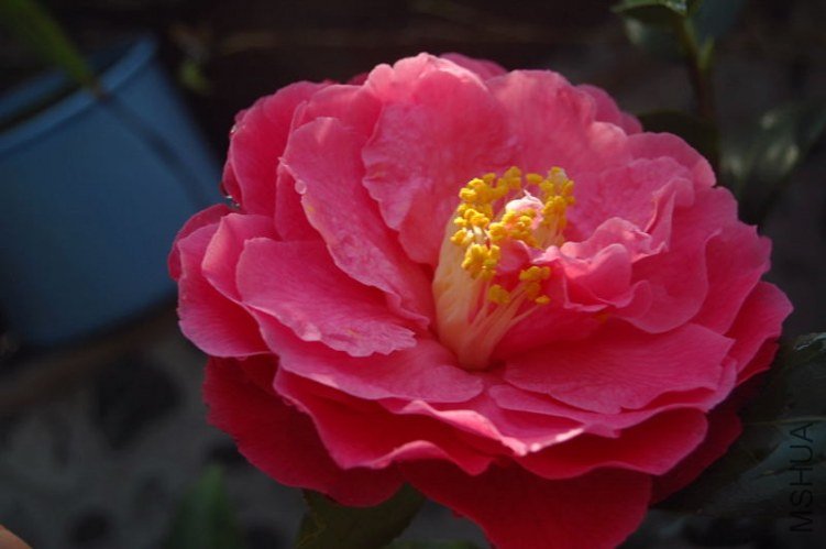 DSC_01350135.JPG