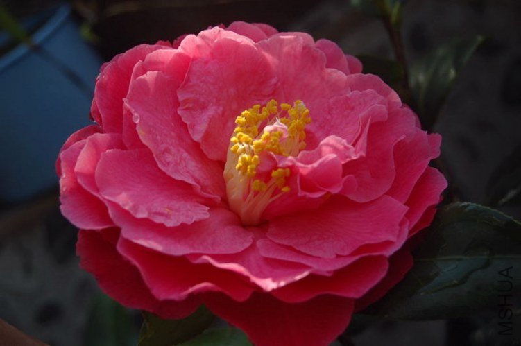 DSC_01330133.JPG
