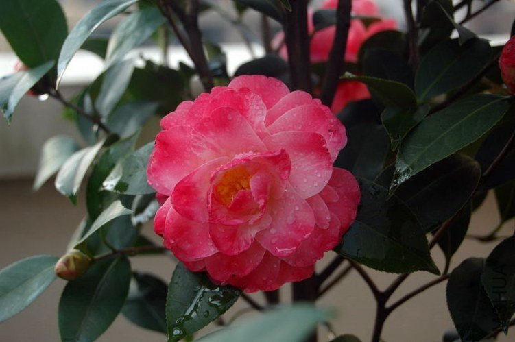 DSC_01530153.JPG
