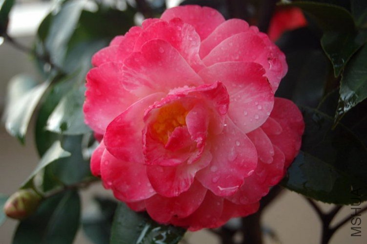 DSC_01510151.JPG