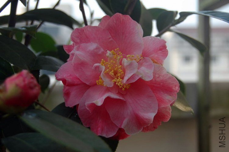 DSC_01600160.JPG