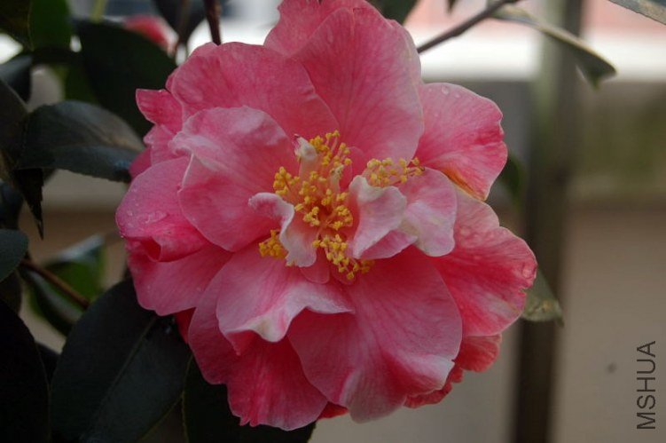DSC_01540154.JPG