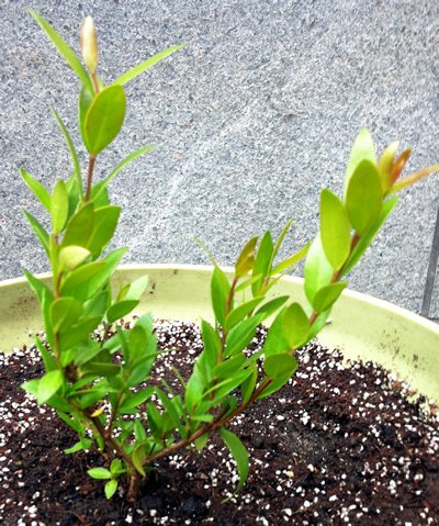 ����ľ20120527.jpg