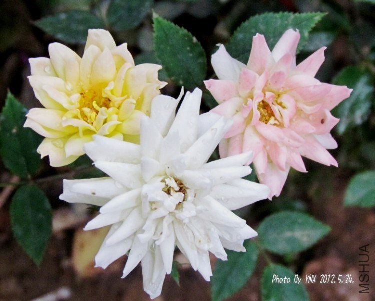 2012.5.24. 040_conew2.jpg