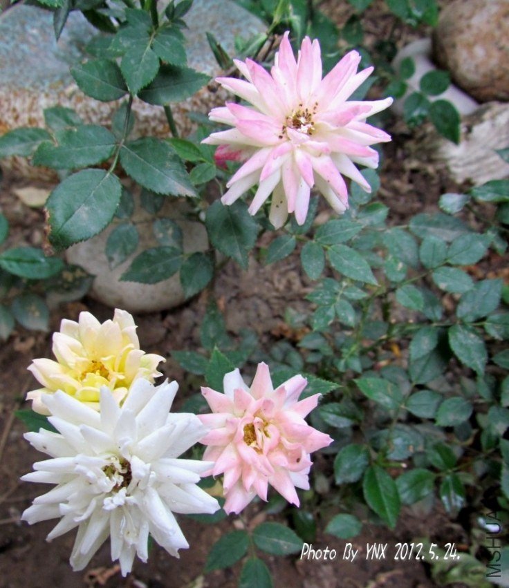 2012.5.24. 044_conew2.jpg