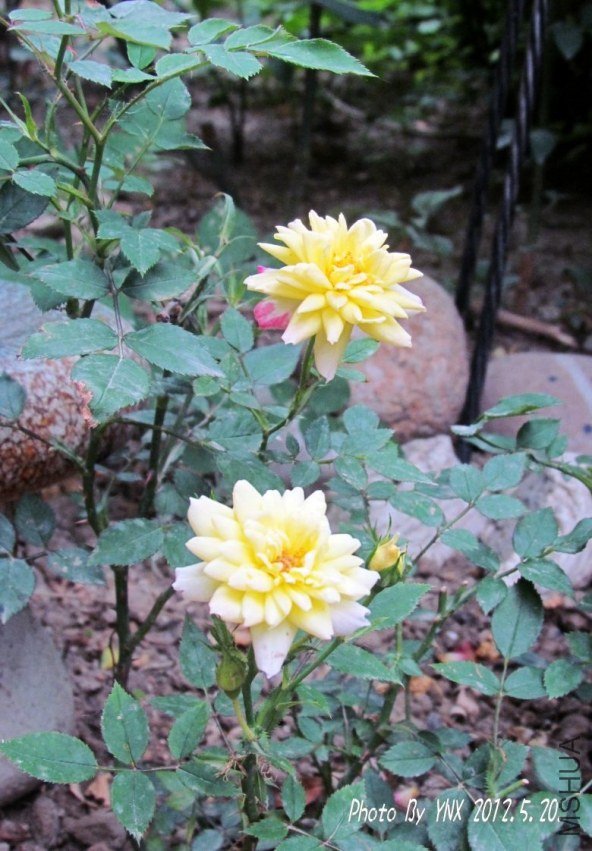 2012.5.20. 015_conew2.jpg